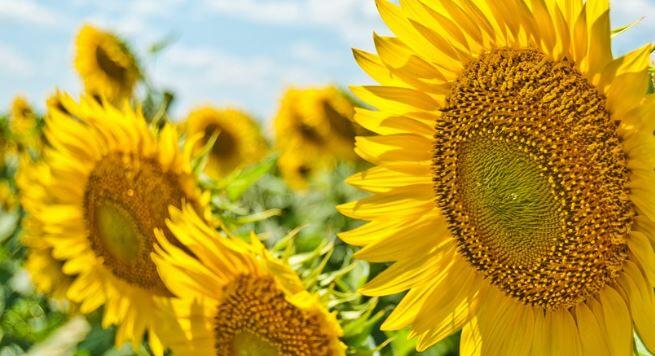 A FIELD OF SUNFLOWERS WITH SUN SHINING IN BACKGROUND.JPG